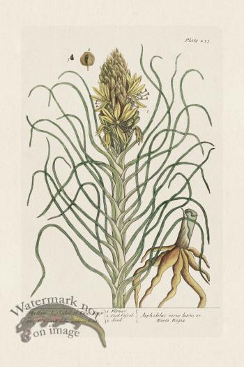 BEE 233 Yellow Asphodel